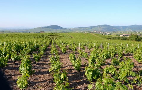 Brisson-Gestion - Vignoble